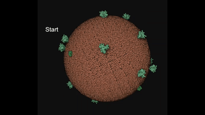 hiv rotation